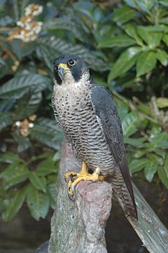 Сокол скитник (Falco peregrinus)